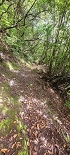 Plants: image 57 Of 208 Thumb